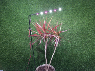 Led фитосветильник на базе полноспектральных и белых светодиодов для освещения комнатных растений в  горшках