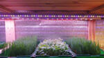 Мощная светодиодная фитолинейка для рассады, цветов и аквариумных растений, построенная на базе сверхъярких светодиодных элементов 5630/5730.
