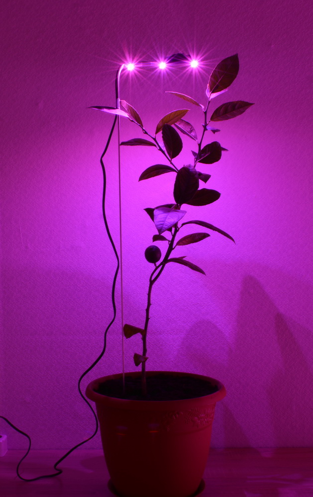  Фитосветильник для подсветки растения в горшке — прекрасный выбор для досвечивания цитрусовых, орхидей, фикусов и прочих в условиях, когда стандартный светильник невозможно закрепить над растением